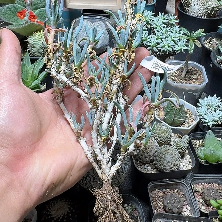 295红花奔龙脱土发货