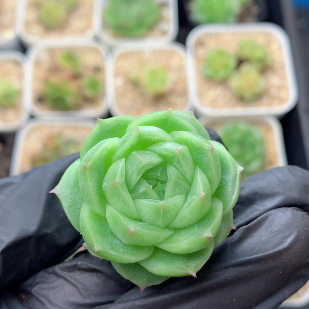 58包邮  群生不包整麦秆36