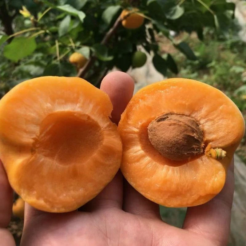 【顺丰】5斤新鲜大黄杏子孕妇酸水果杏鲜果当季5斤酸甜