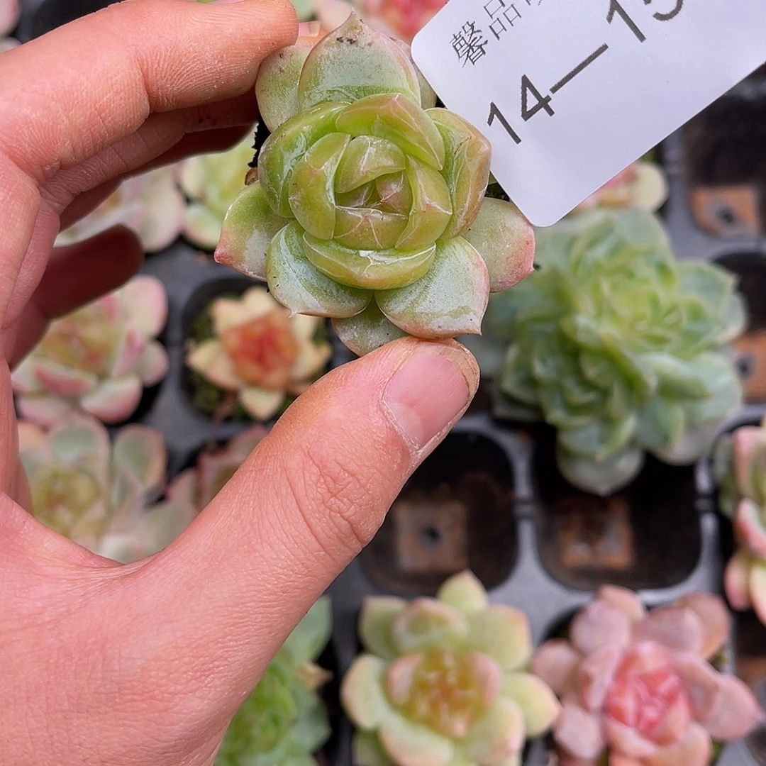 多肉一物一拍14-151