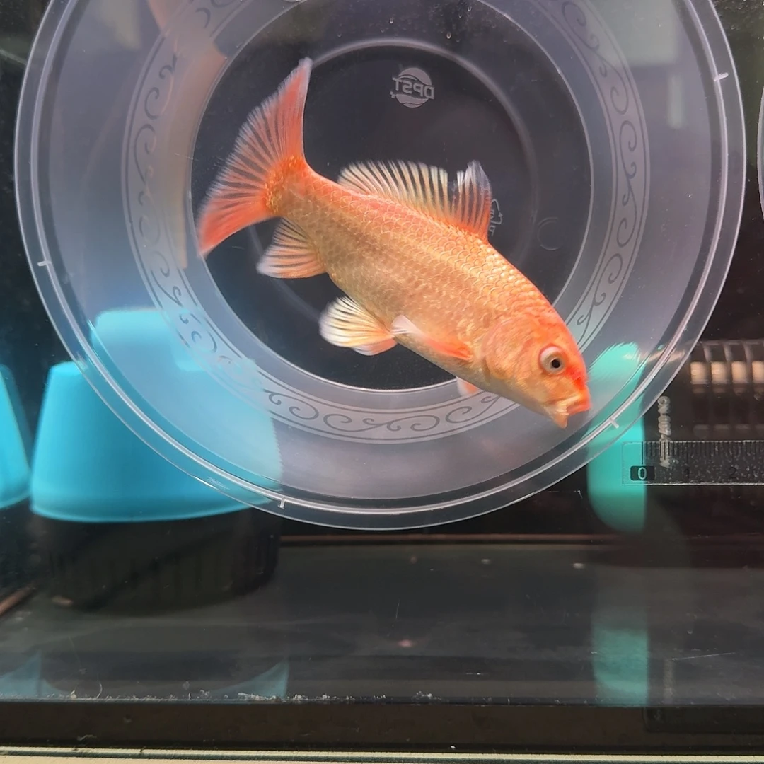 ²***⁴蝴蝶鲤鱼到货录完整开箱视频