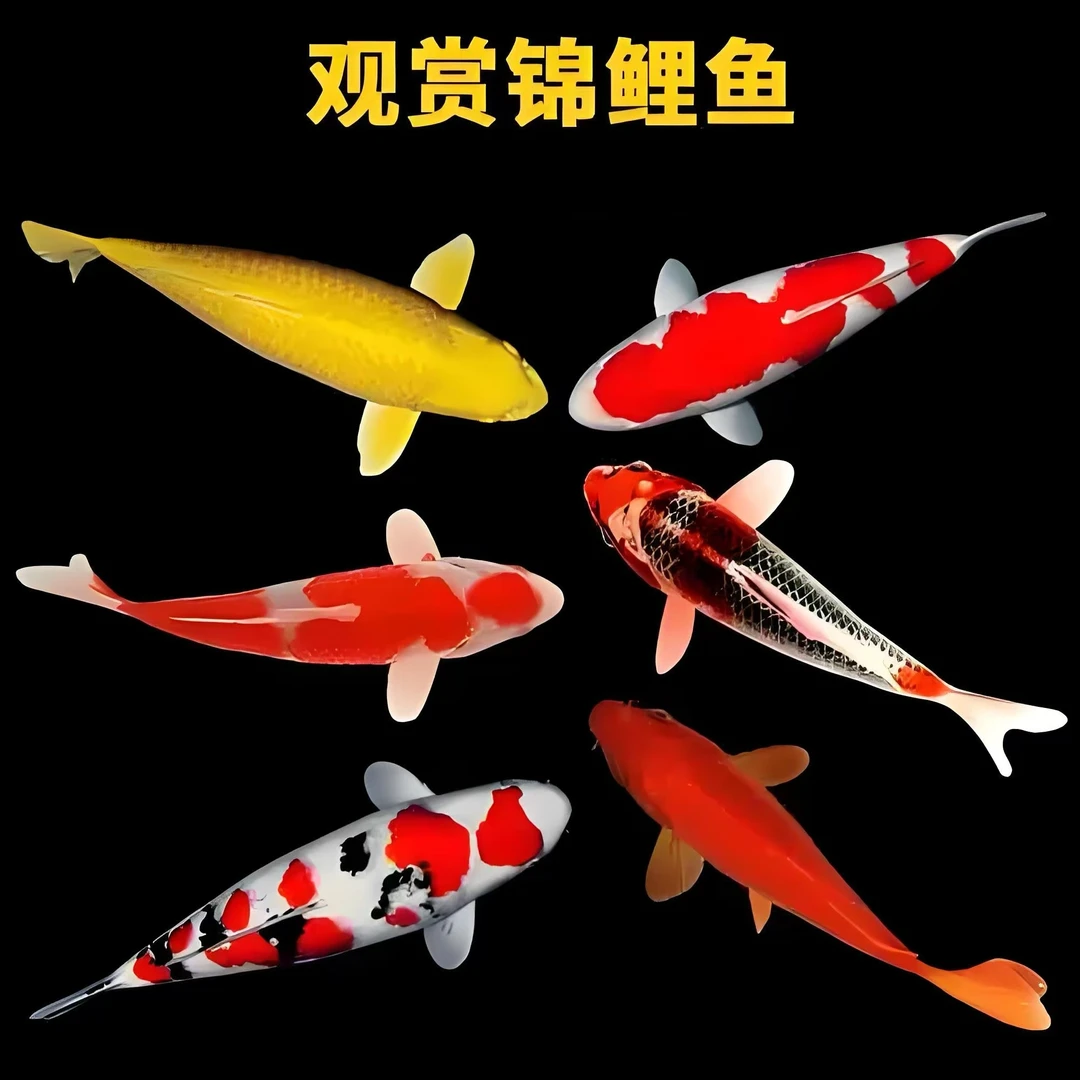 【1号】锦鲤 观赏鱼 冷水鱼 渔场直发