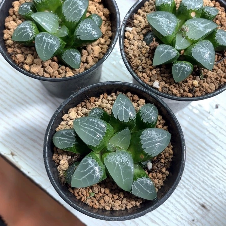 三颗月影寿多肉植物