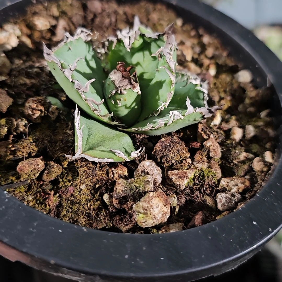 苍龙   有根苗  特价