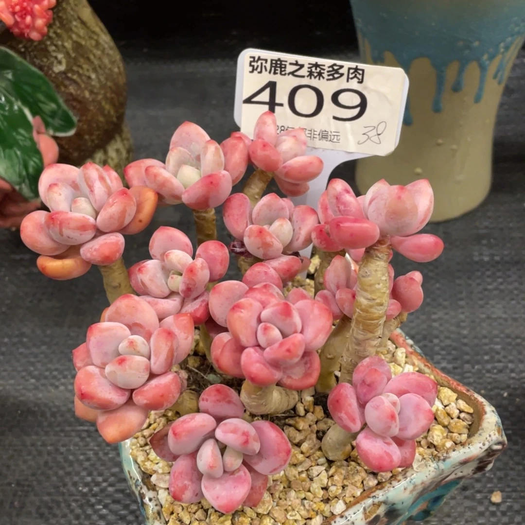 弥鹿之森一物一拍