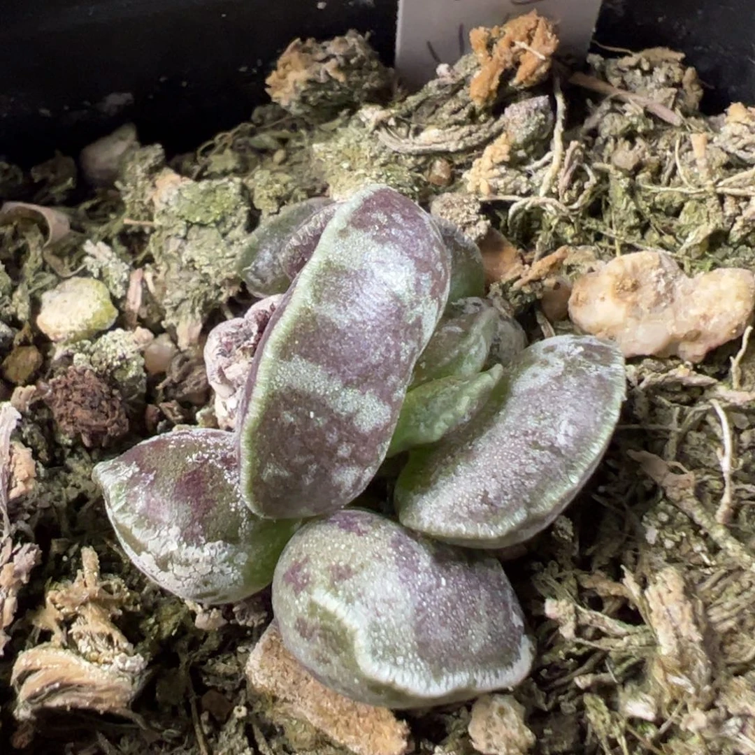 w铜锣烧海豹多肉植物水泡