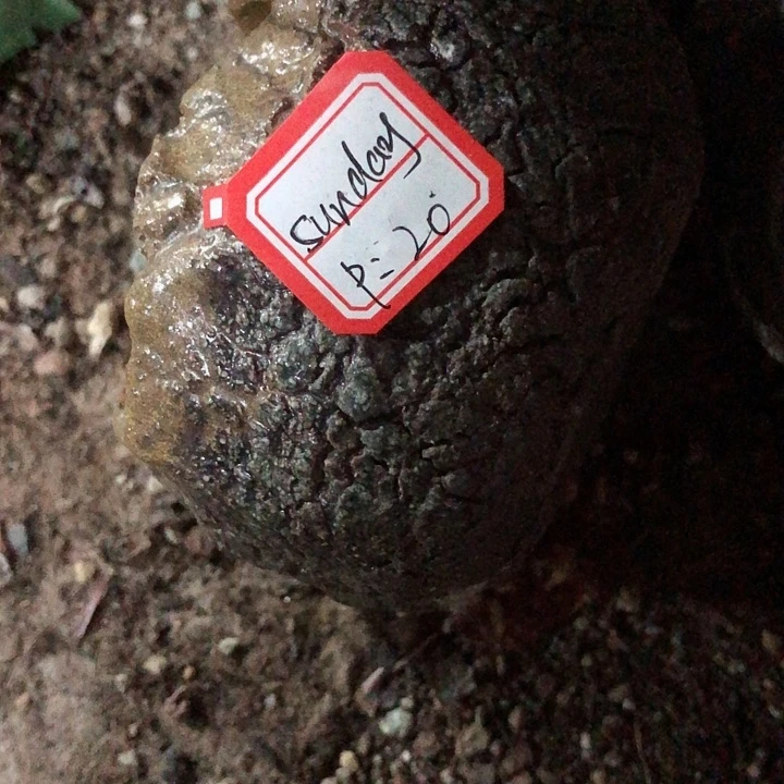 @****Sunday    1个盆