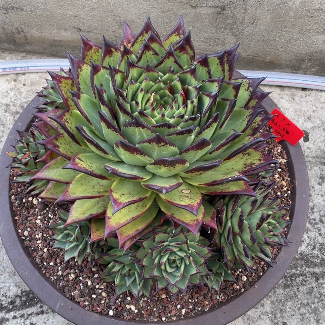 xxx 德国绿巨人母本