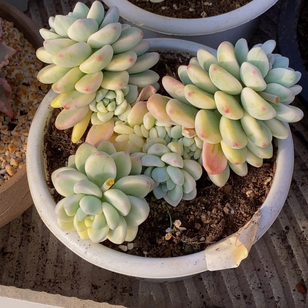 痞*板48包邮一物一拍多肉植物