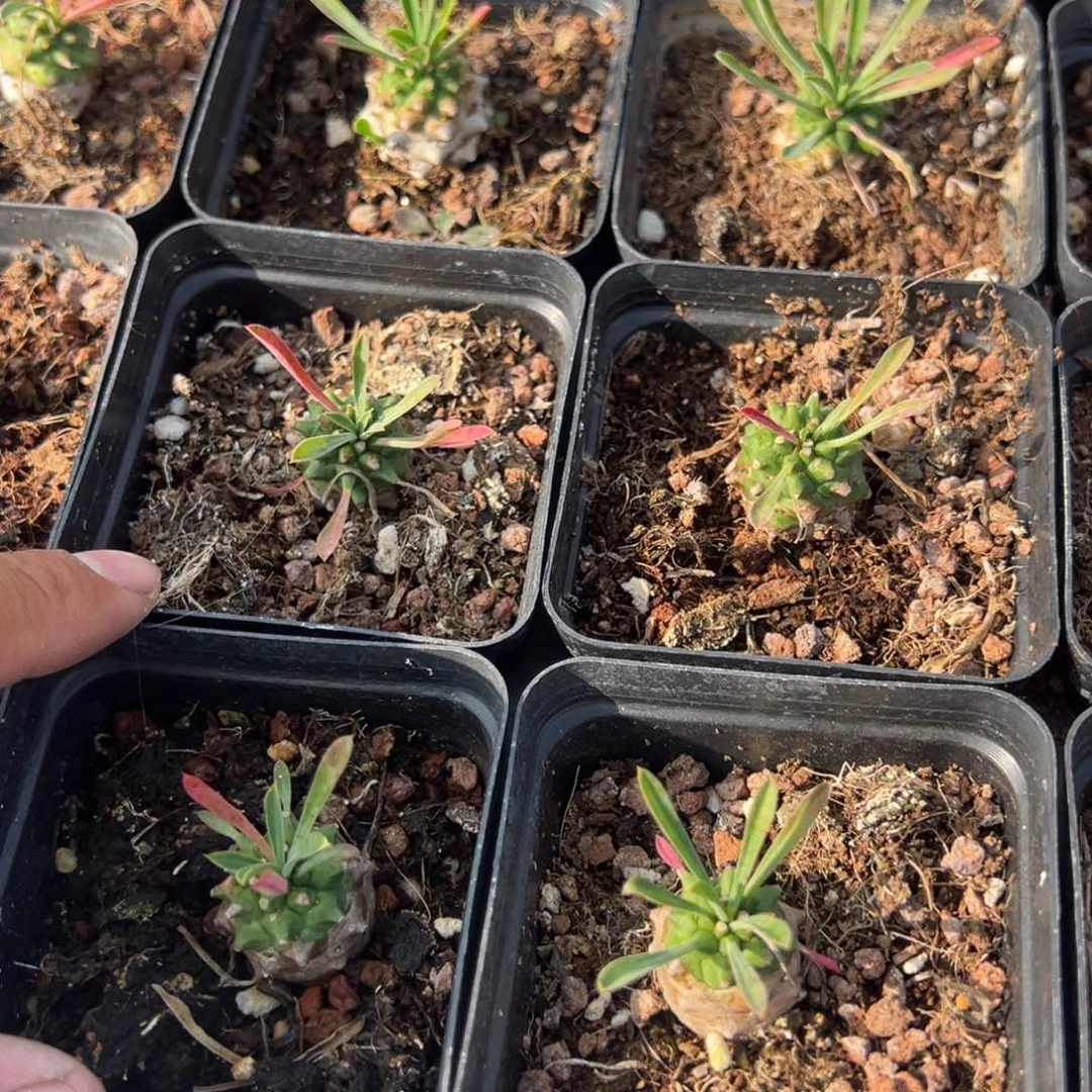 峨眉山2cm一颗量拍多肉满18元包邮满26送一颗