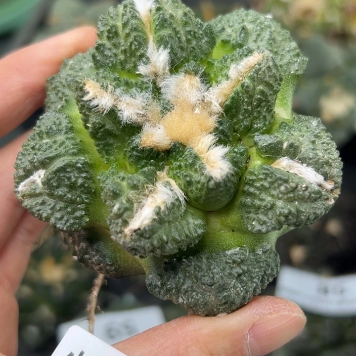 60 有根 仙人球的故事是