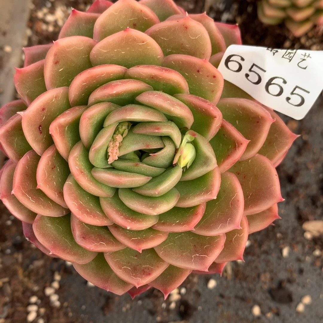 6565杂交多肉老庄