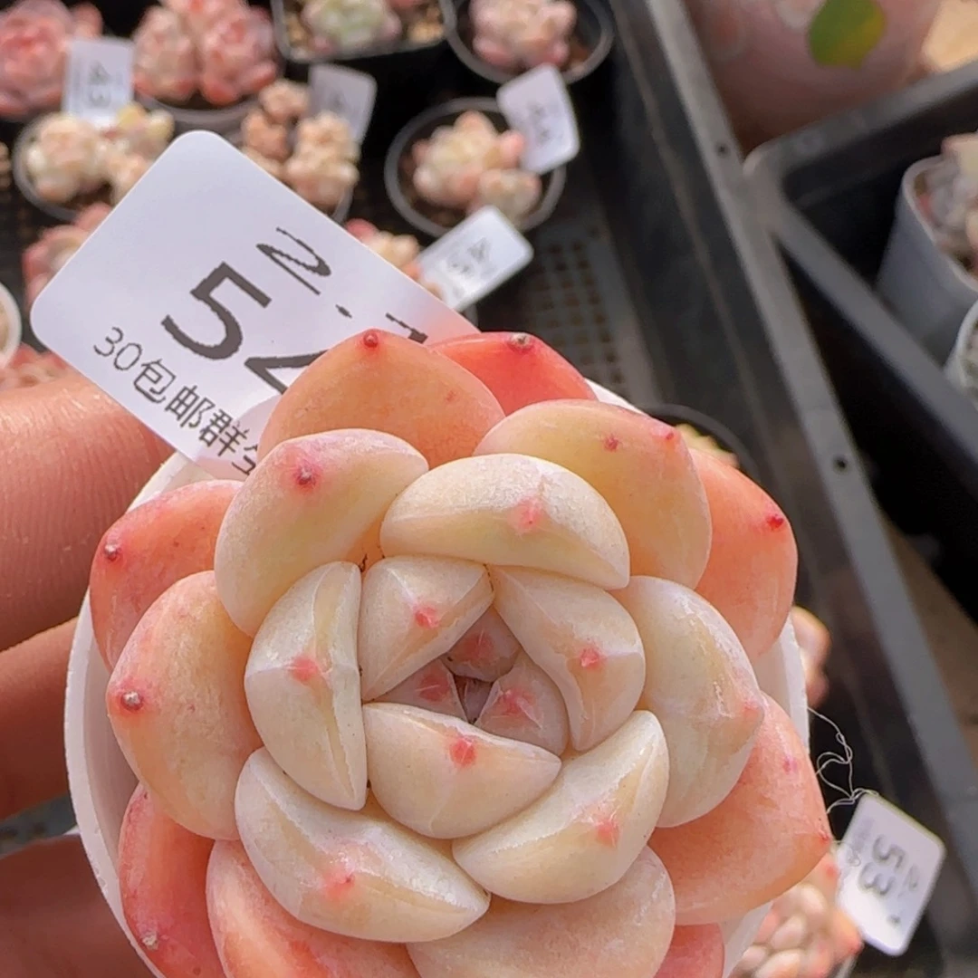 太妃糖单头一颗脱土