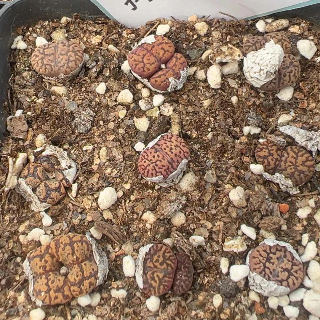 12-08肉锥多肉植物，