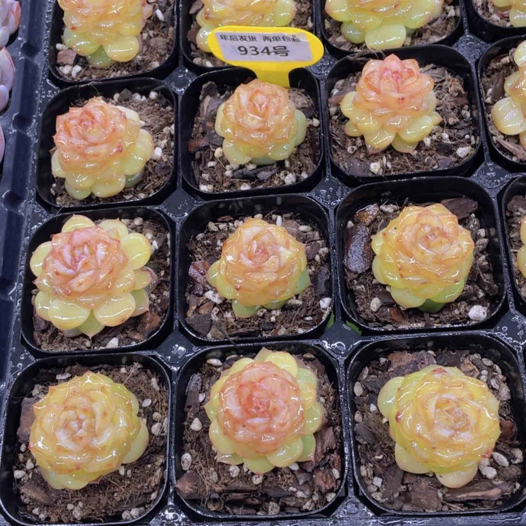 934号 冰透甜心珍妮单头两个