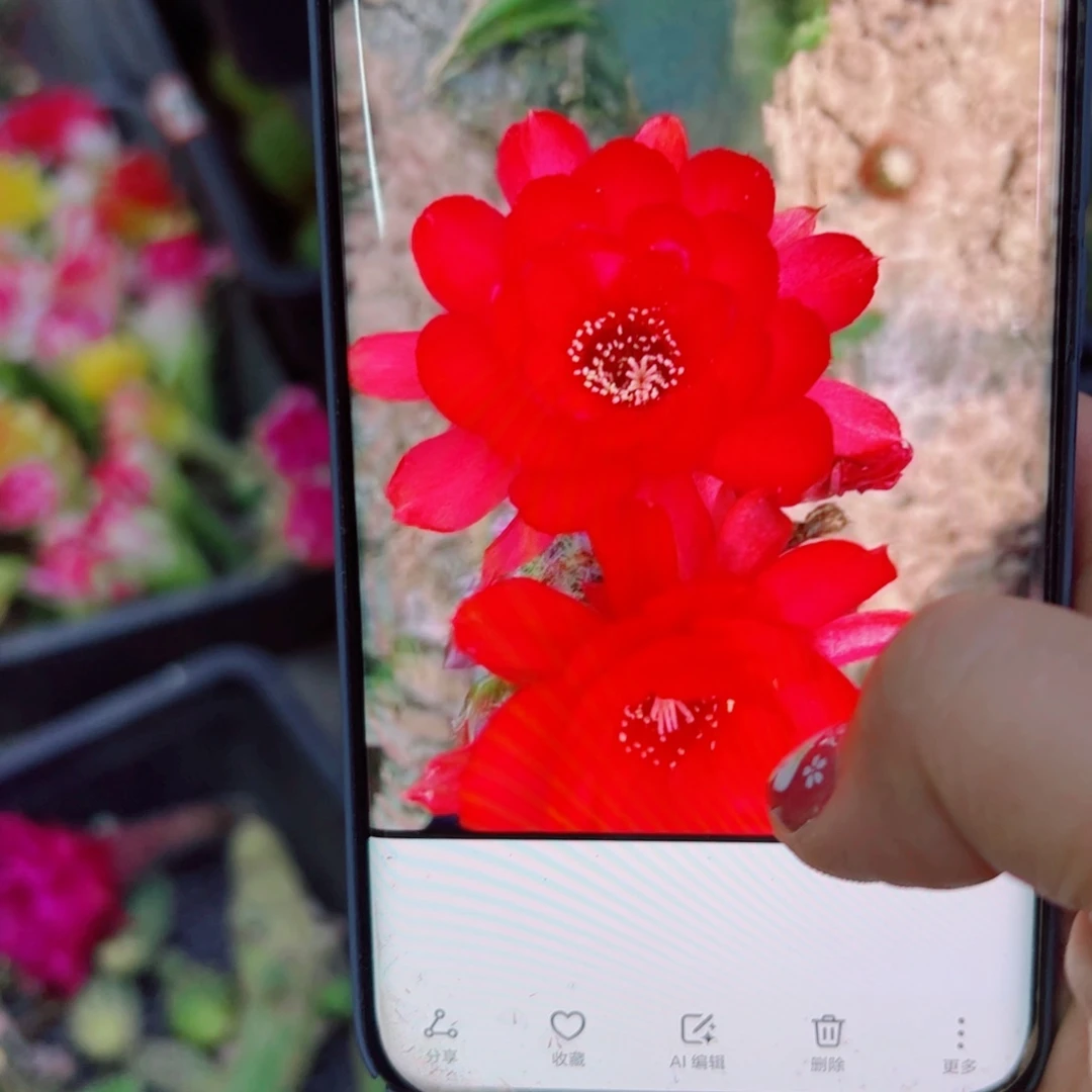 下27白檀皇后3个无根小侧芽20包邮