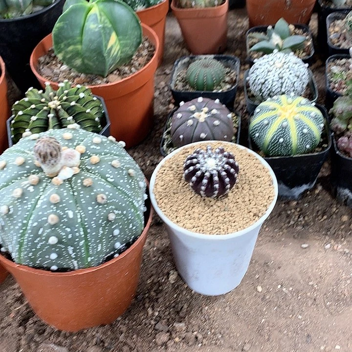 动**肉3333333333333