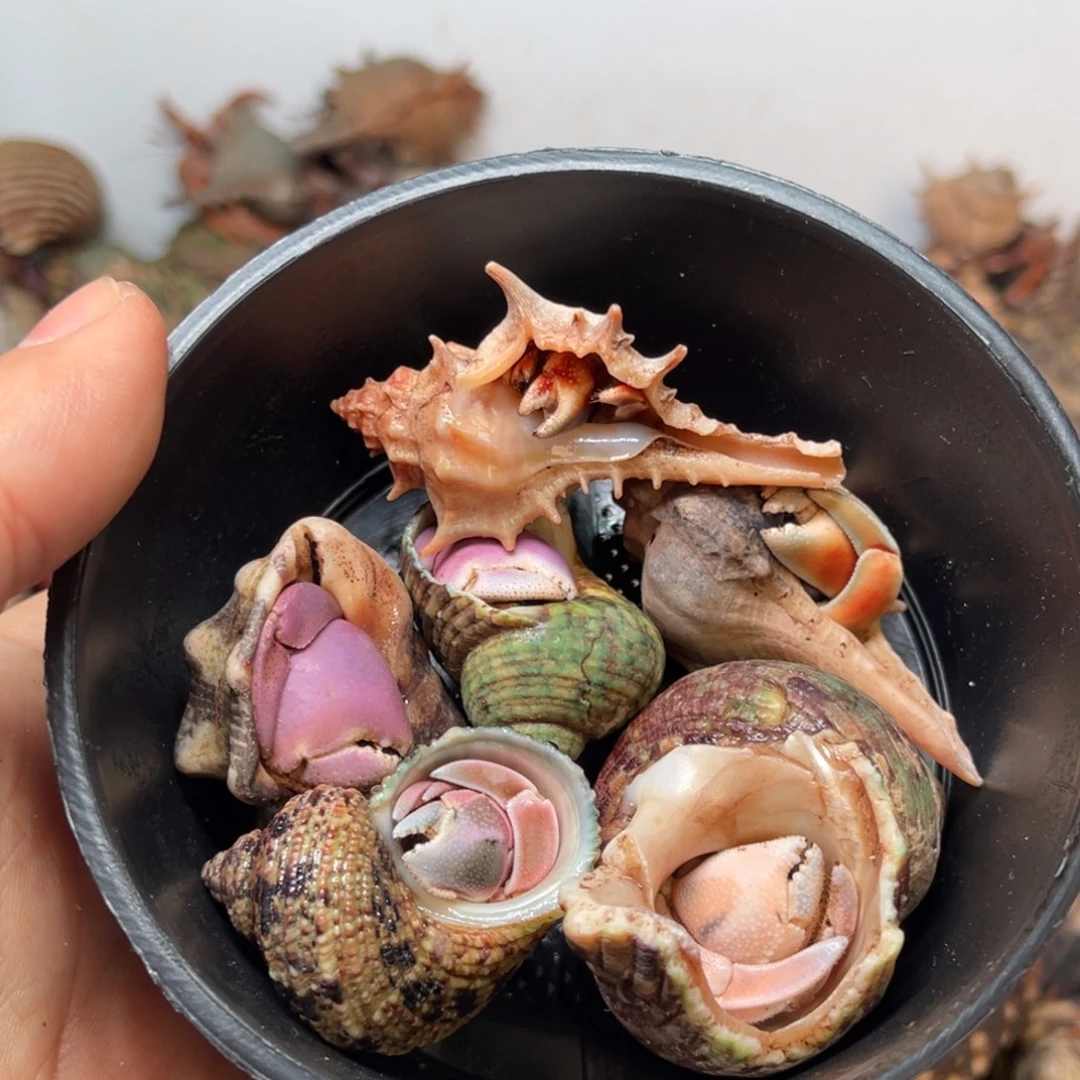 w***w那是什么这就是为什么不