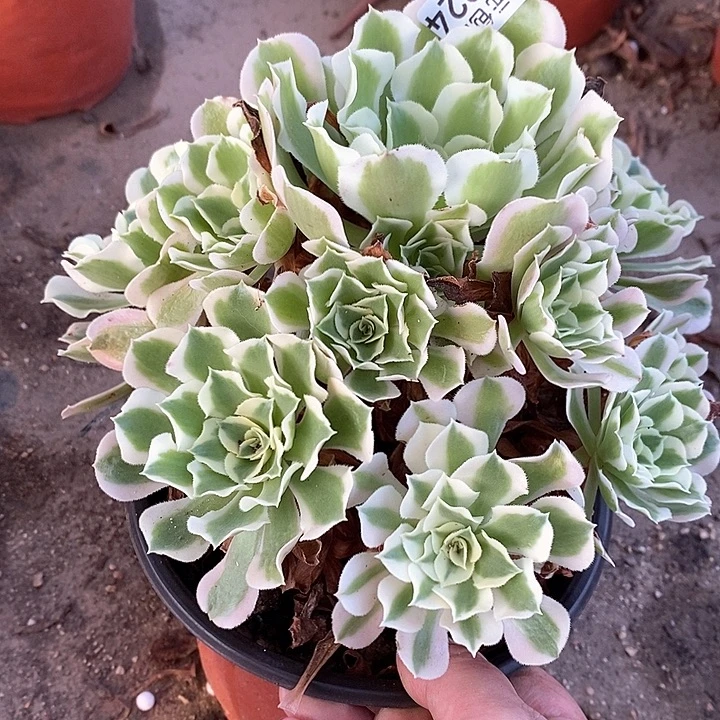 924白凤多肉植物法师