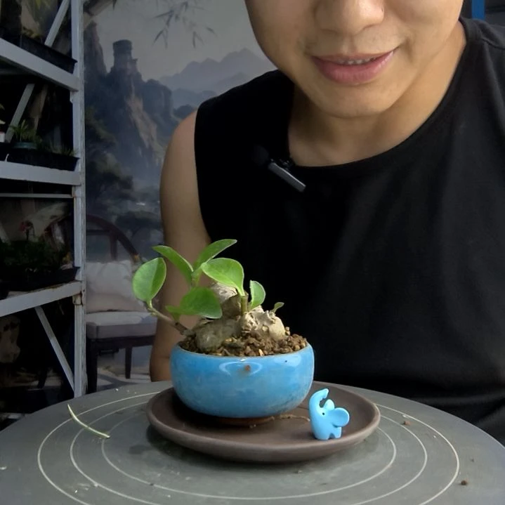 哈**?中青园艺一物一拍151