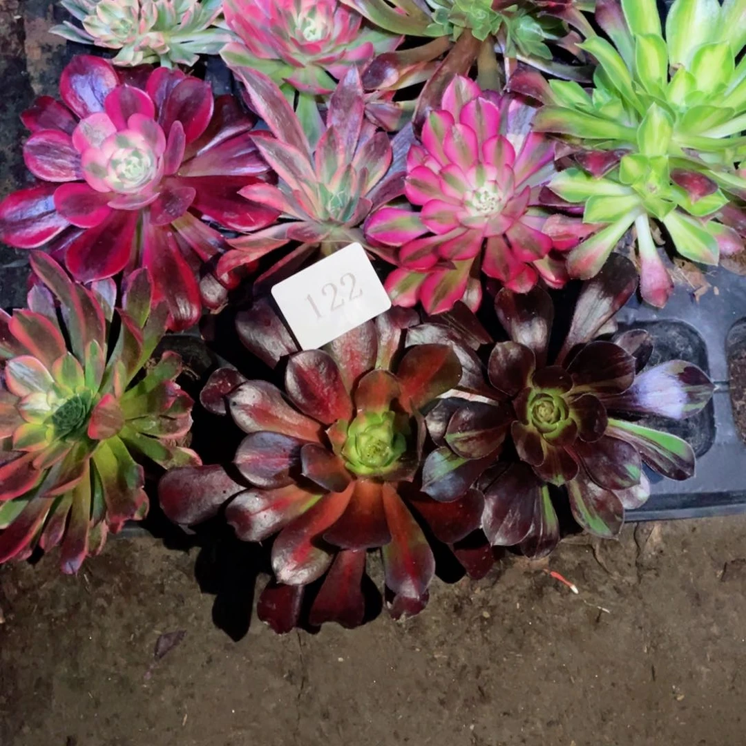 多肉植物组合10颗122