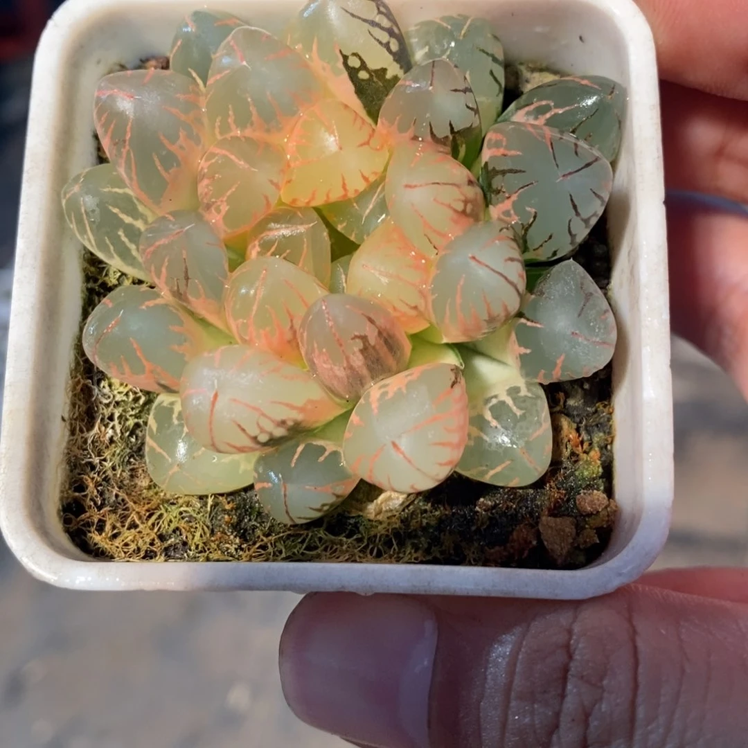 一颗实生糊斑玉露锦