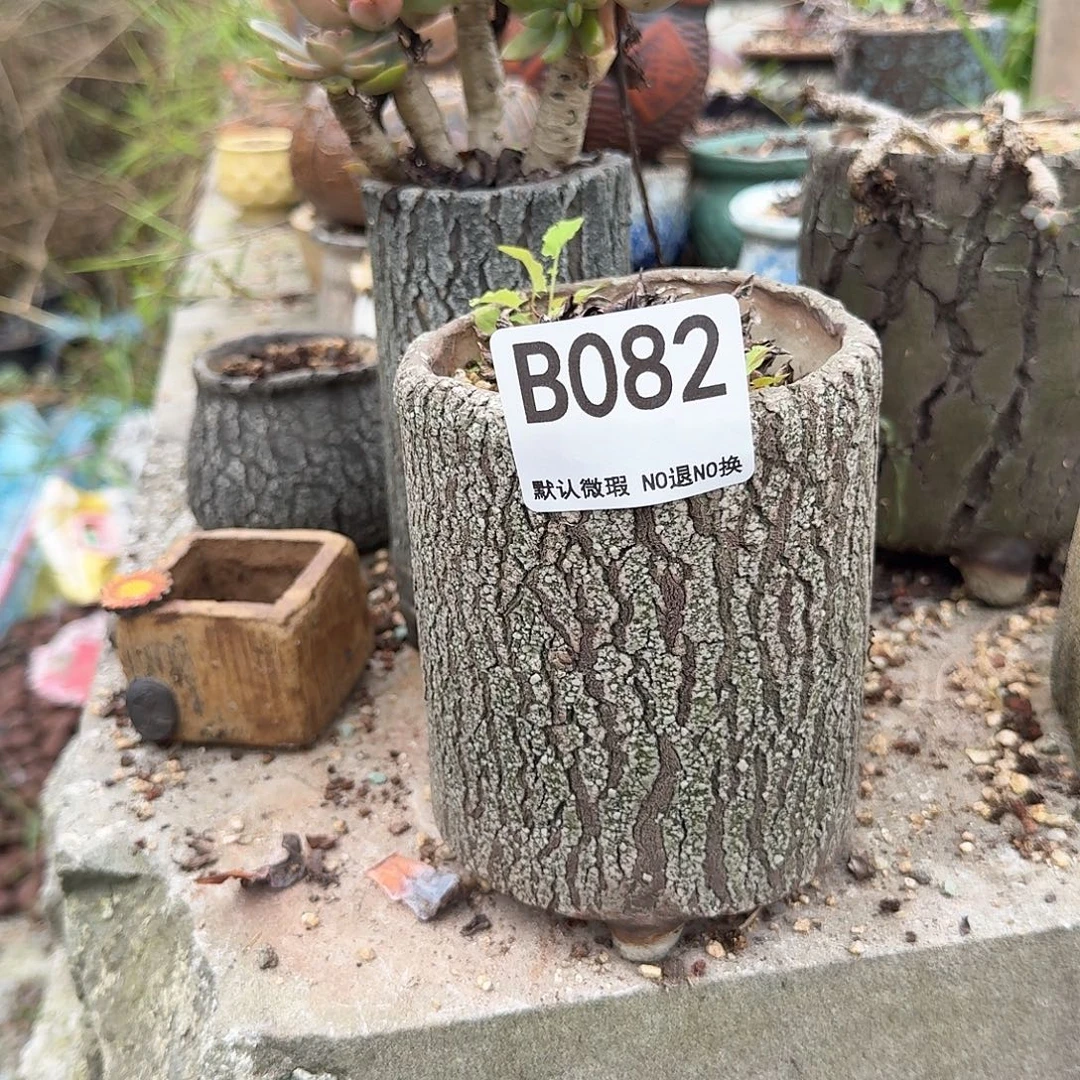 重庆小燕子欢迎大家082