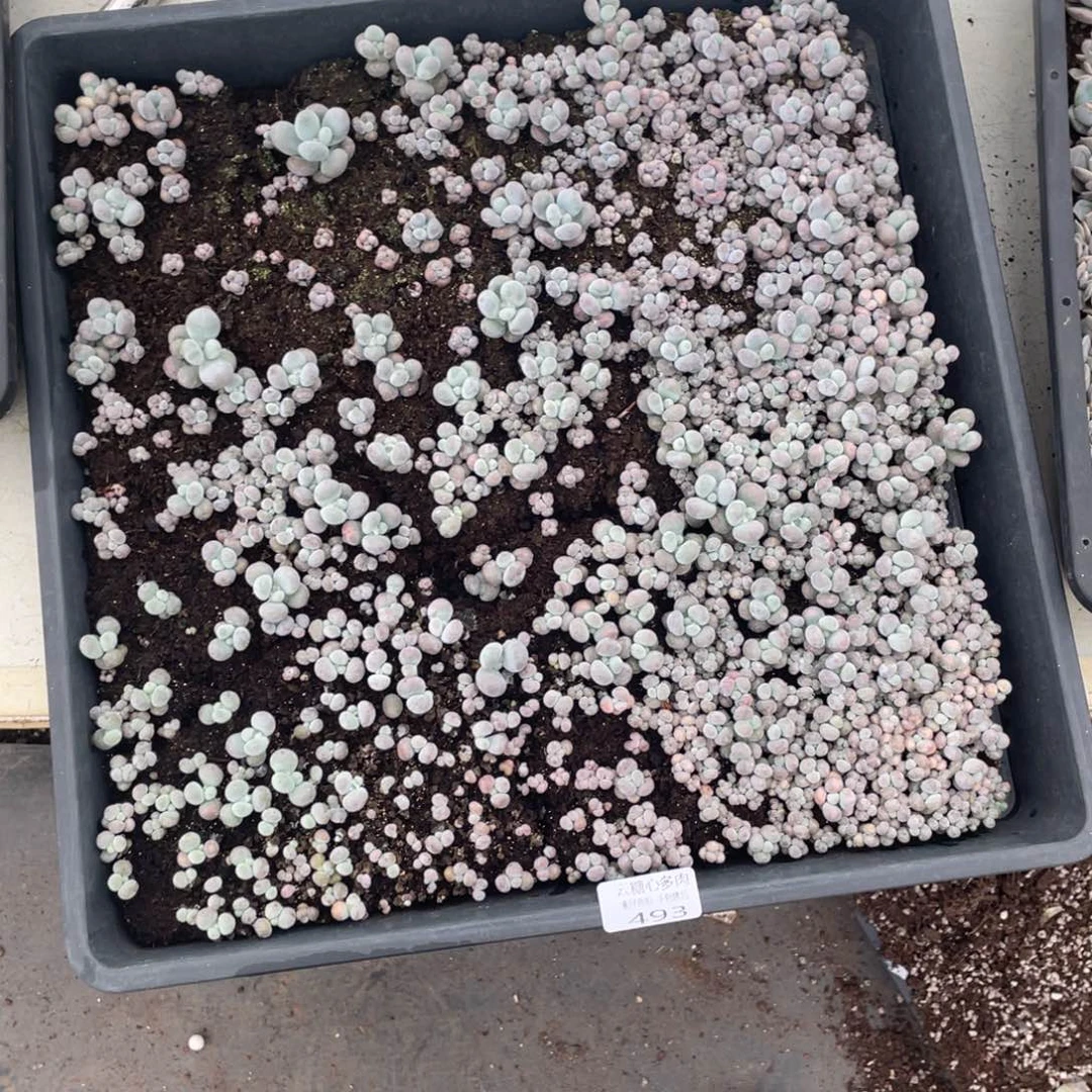 茶***否云糖心多肉植物493