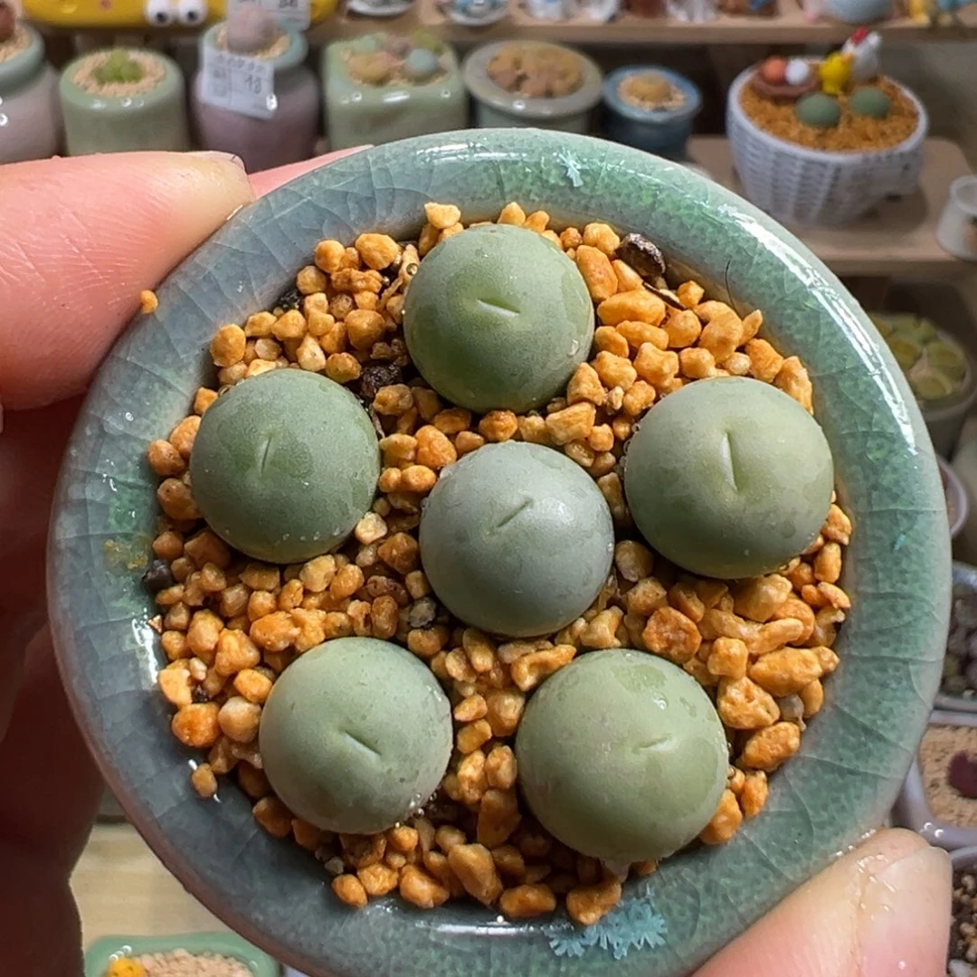 多肉植物58号鸽子蛋