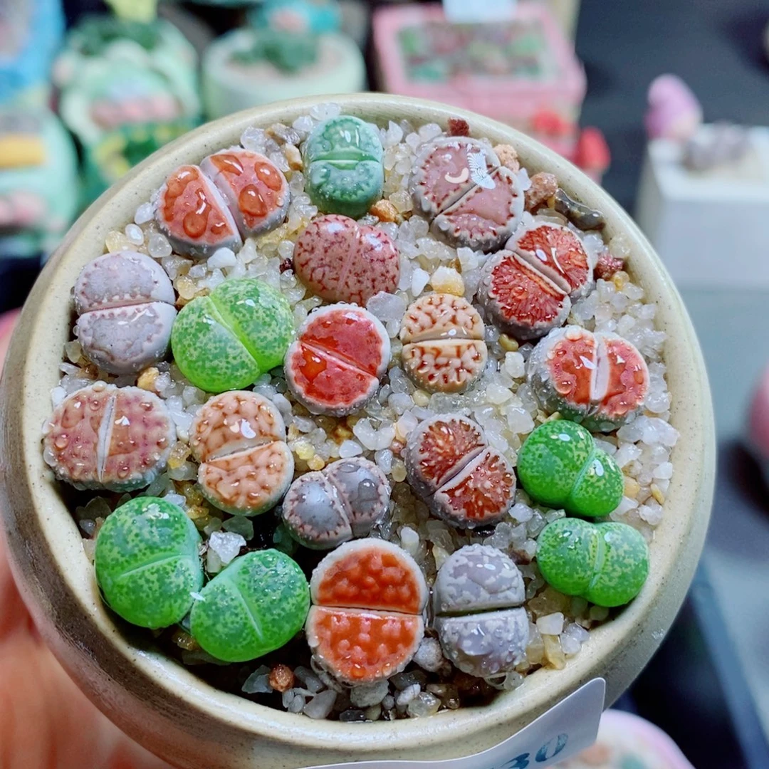 生石花花花花花花花花730