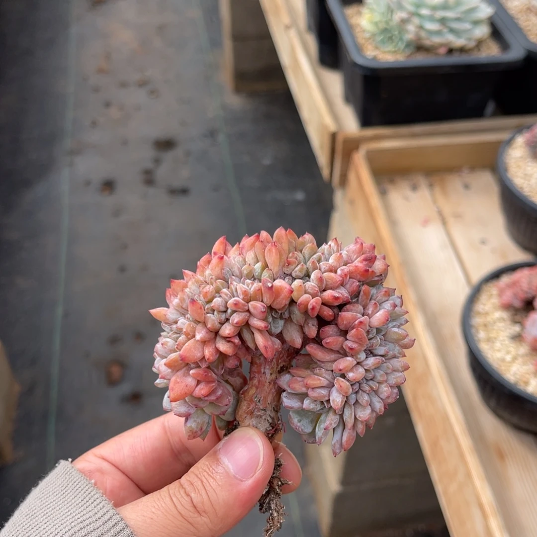 一物一拍不支持退换