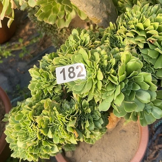 刘***红多肉植物一个绿玫瑰182
