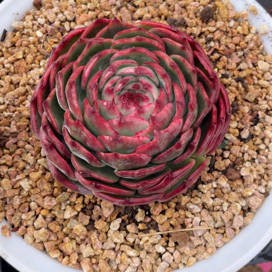 惊鸿仙子冠服12左右