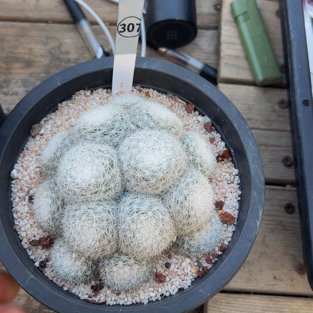 大*雪白丸仙人球多肉植物带盆土