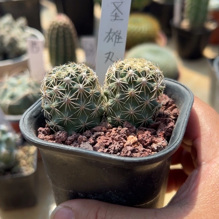 圣雄丸实生双头一颗