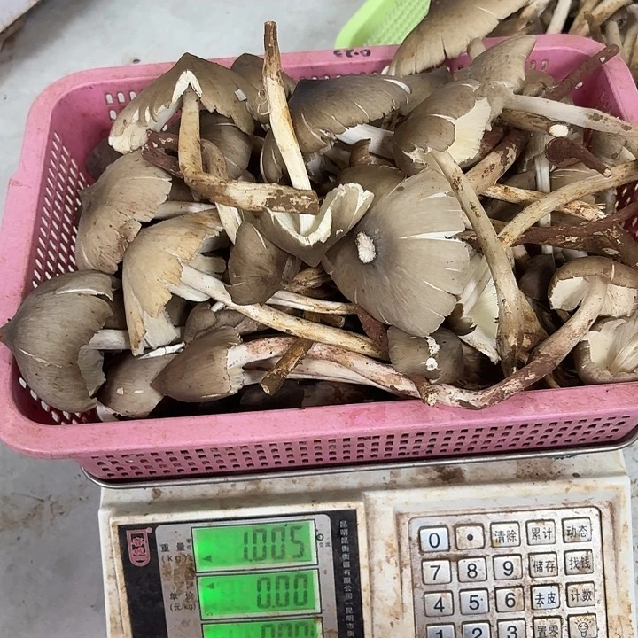 ****源南华……………………………………中国大陆