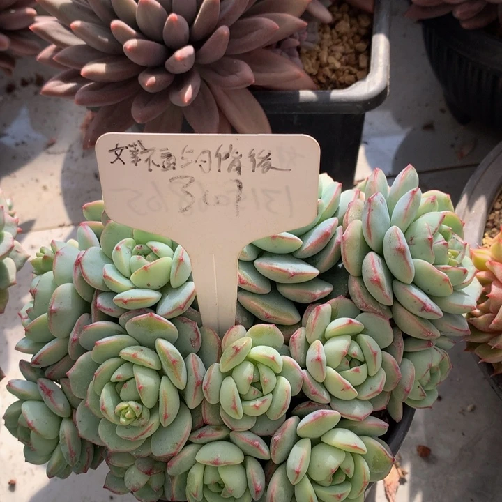 多日子合集627273737