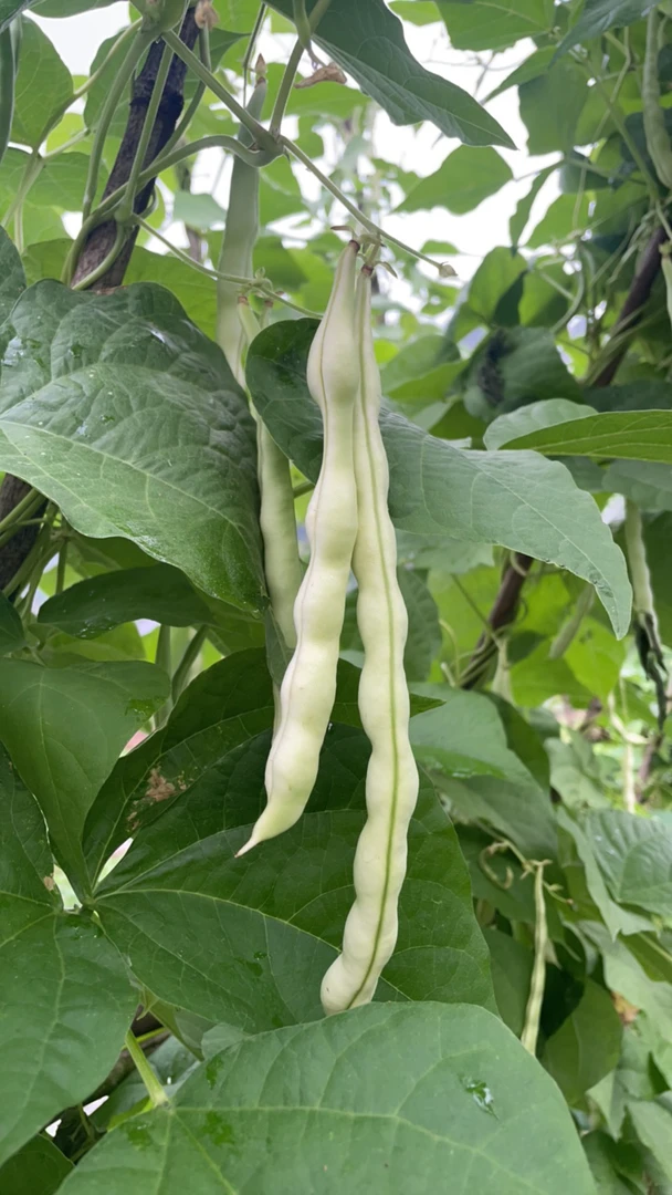 四川 鲜摘肉豆 白四季豆 不老豆 看起来老 吃起来嫩 豆角