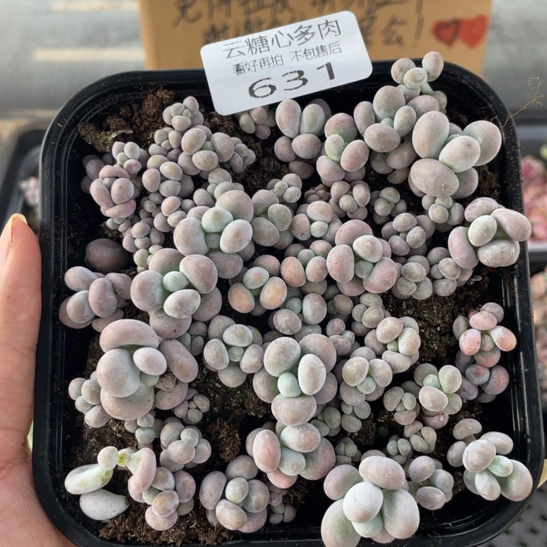 云糖心多肉植物631