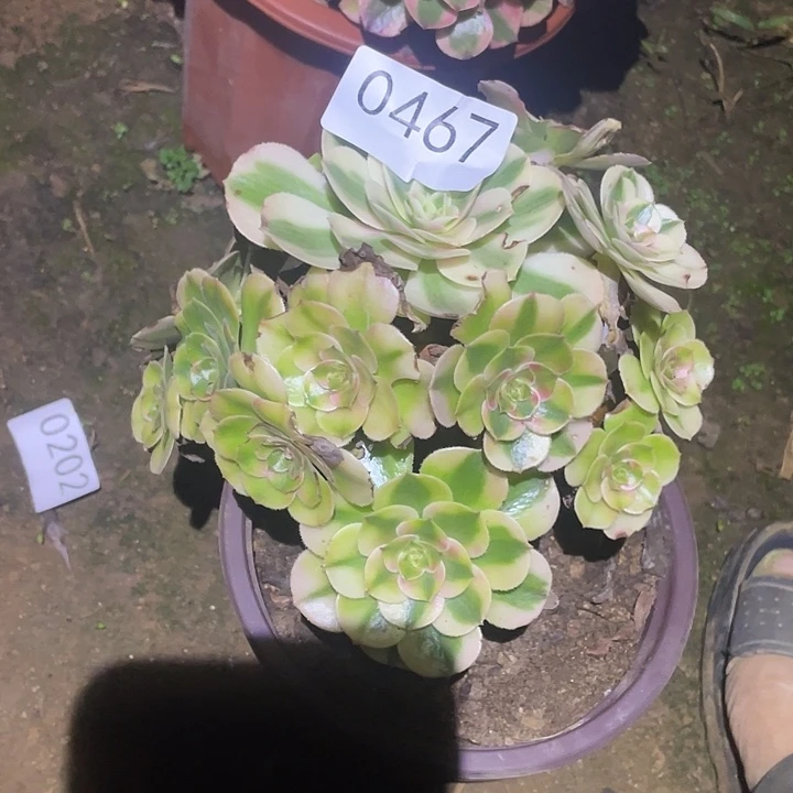 多肉植物断枝不包467荔枝