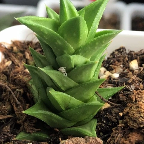 松挲掌硬叶带盆发货