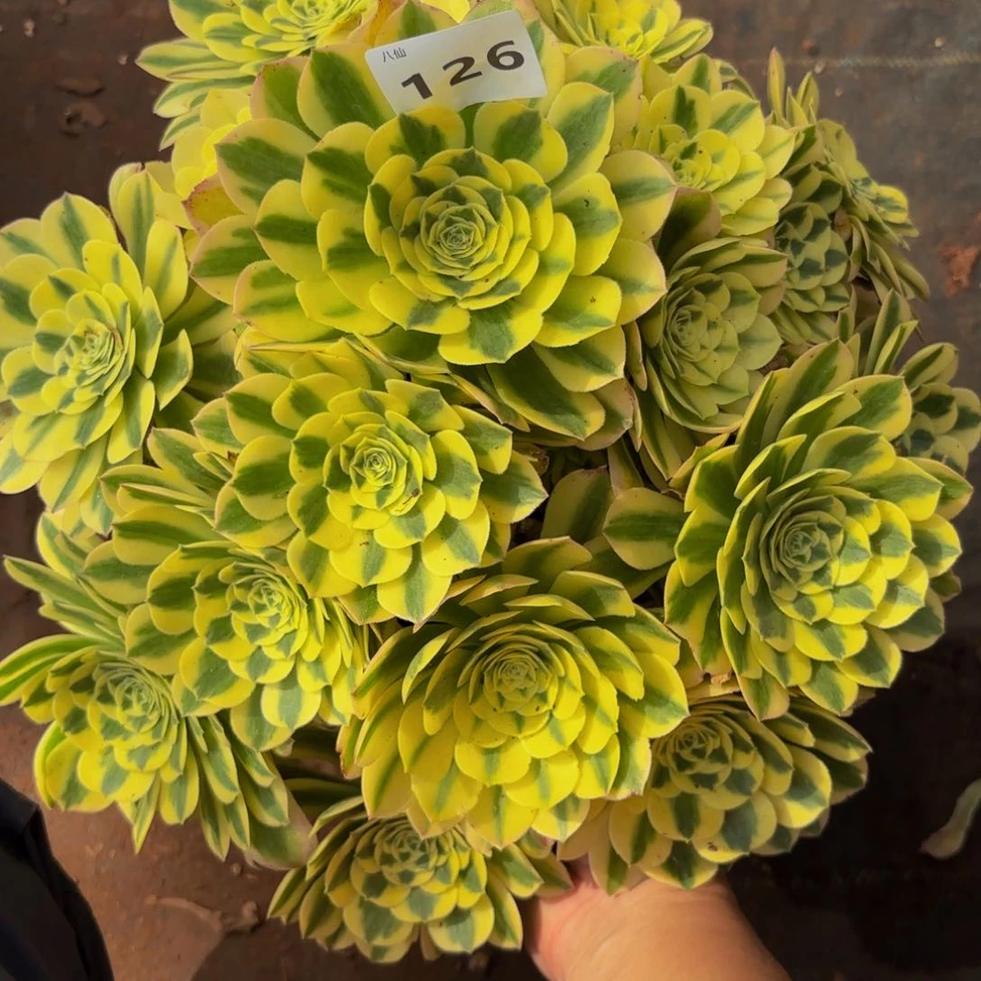 馨*126多肉植物辛尼亚