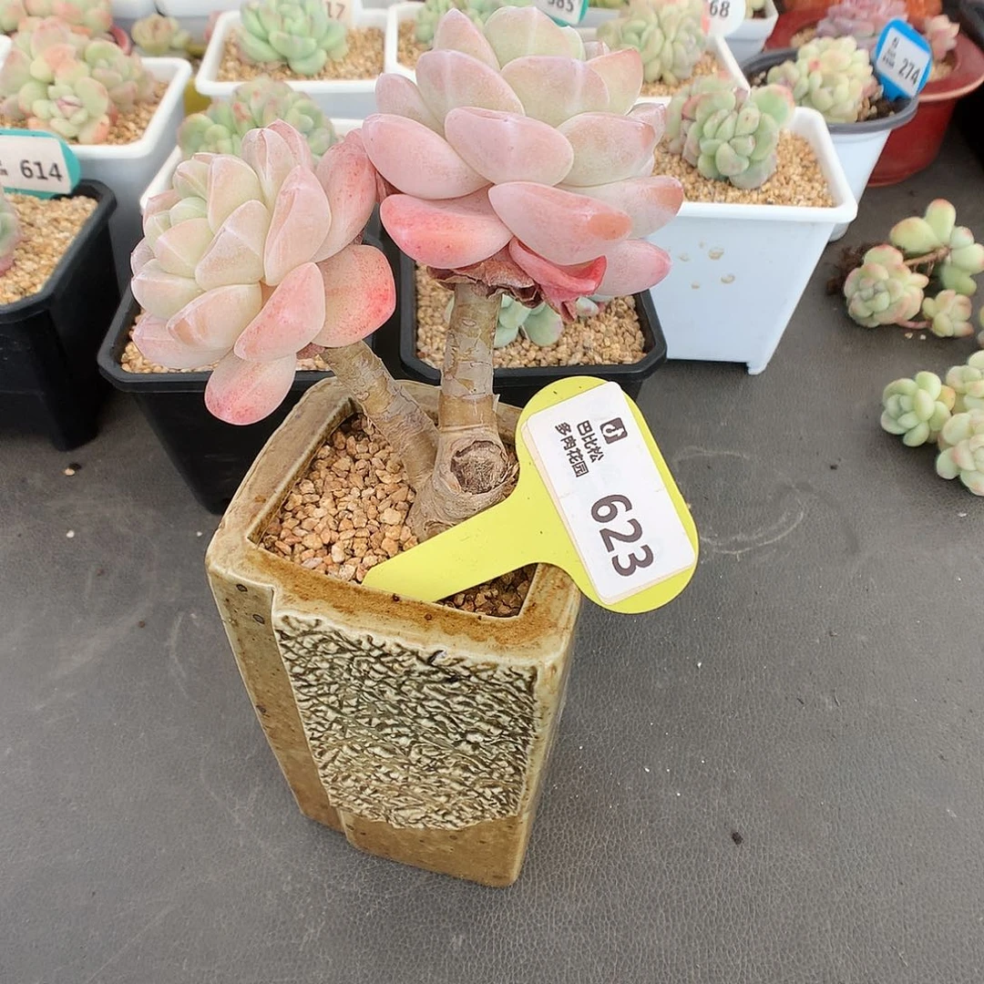 ?****?623 特冰玉多肉多肉