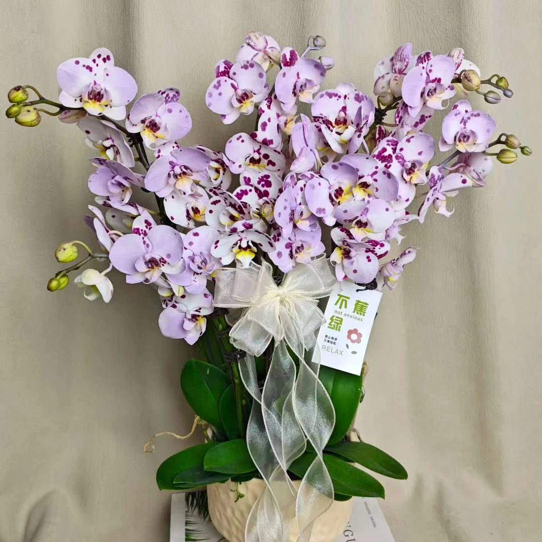 [香芋红豆]蝴蝶兰马克龙稀有色系 稀缺植物提取艺术喷色花卉