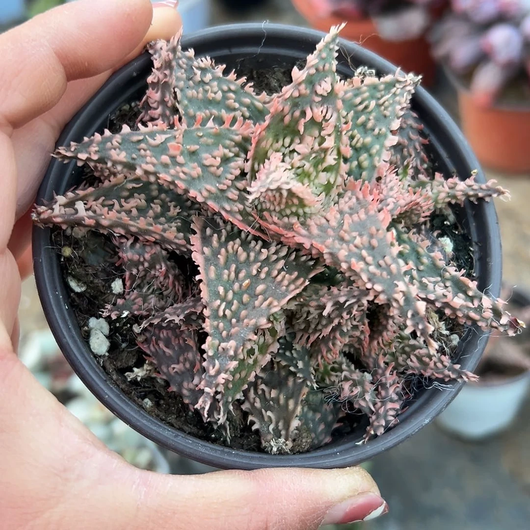 多肉植物园艺芦荟