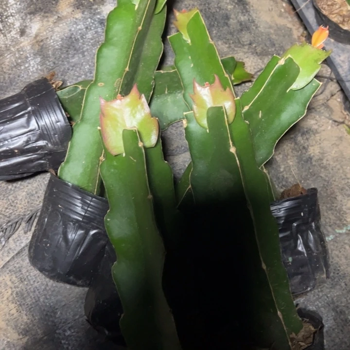 082嫁接单片小苗一颗30