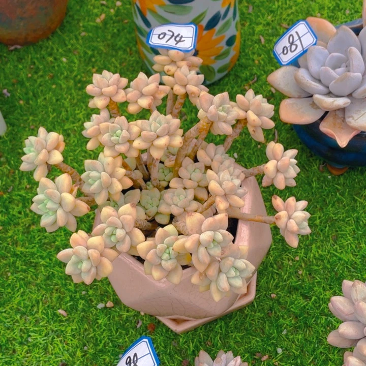 谢谢你的支持000000074