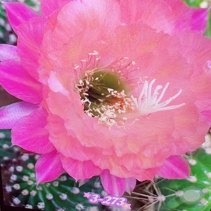 毛花柱 清3-273 有根 15厘米左右