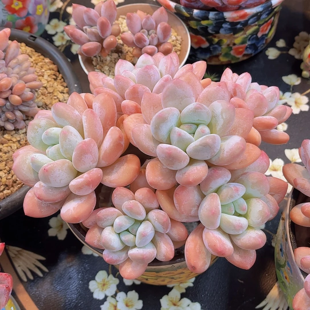 极品丸叶香水多肉