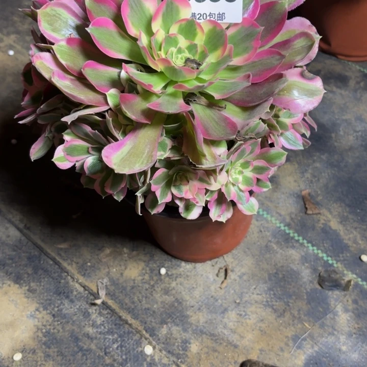 瑞妈，，。。。。658夜罗刹，